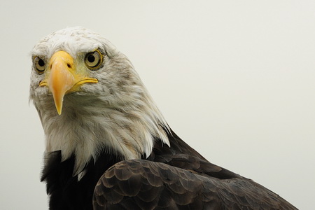 09. Visarend close_L